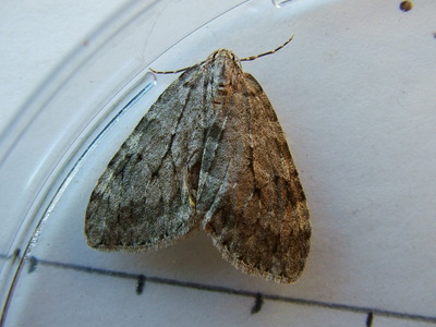 Autumnal Moth